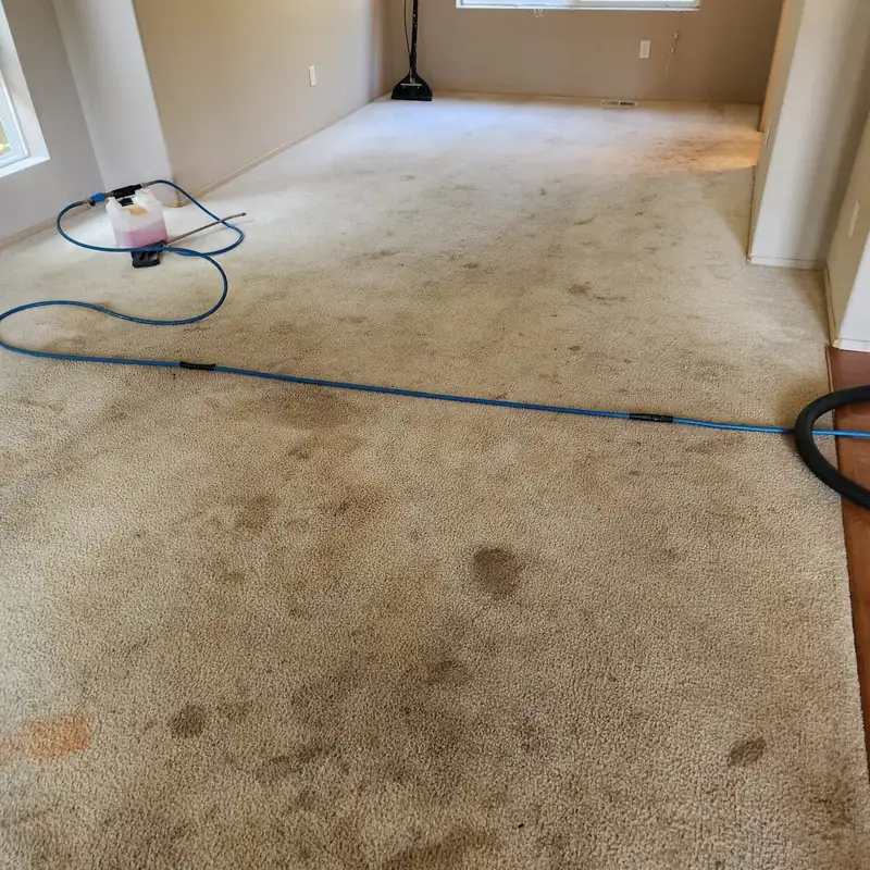 zimp-carpet-before-cleaning Dirty carpet before professional cleaning in Seattle WA home